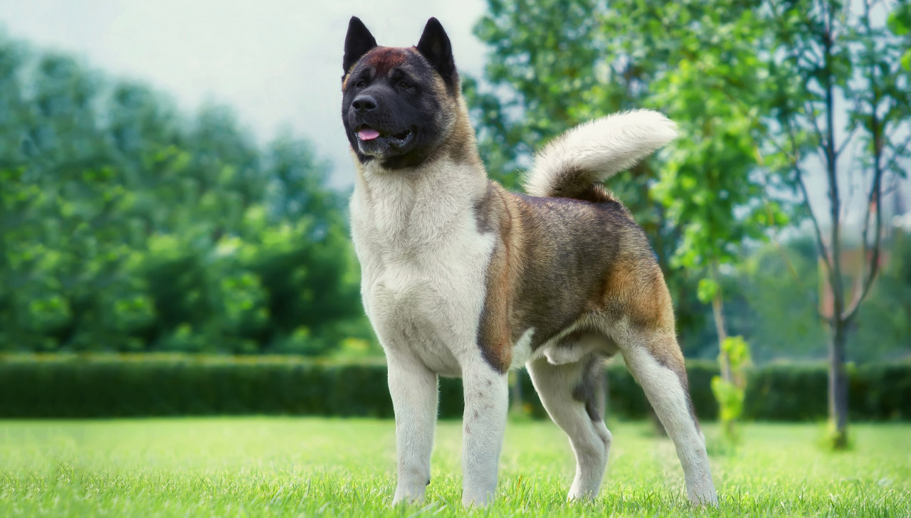 Akita dog - Native Breed.org