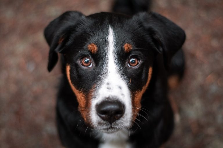 Appenzeller Sennenhund - Native Breed.org