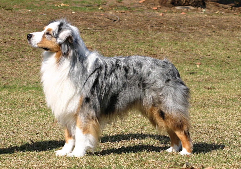 Australian Shepherd - Native Breed.org