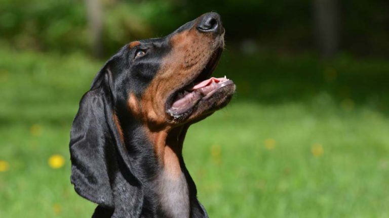 Black and Tan Coonhound - Native Breed.org