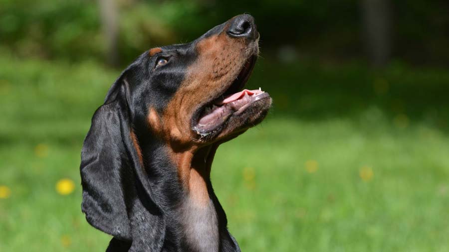 Black and Tan Coonhound Native
