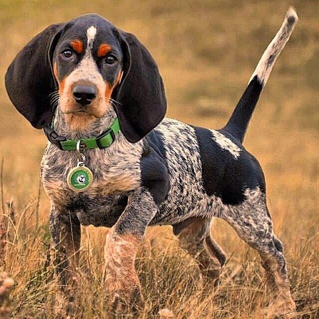 Bluetick Coonhound - Native Breed.org