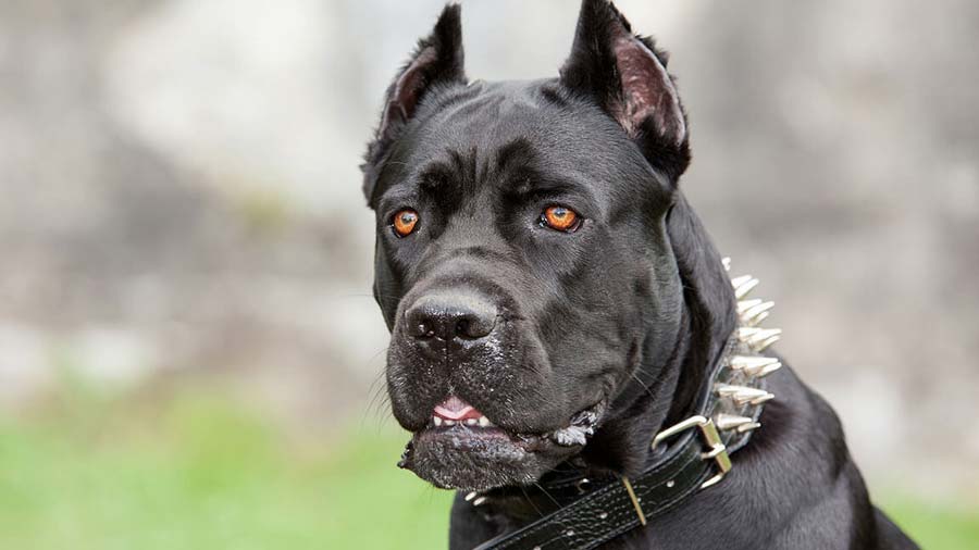 Cane Corso Native Breed