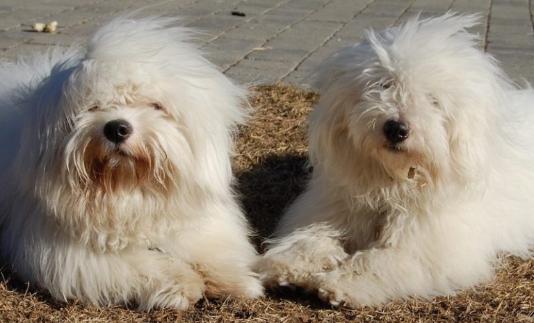 Coton de Tulear - Native Breed.org