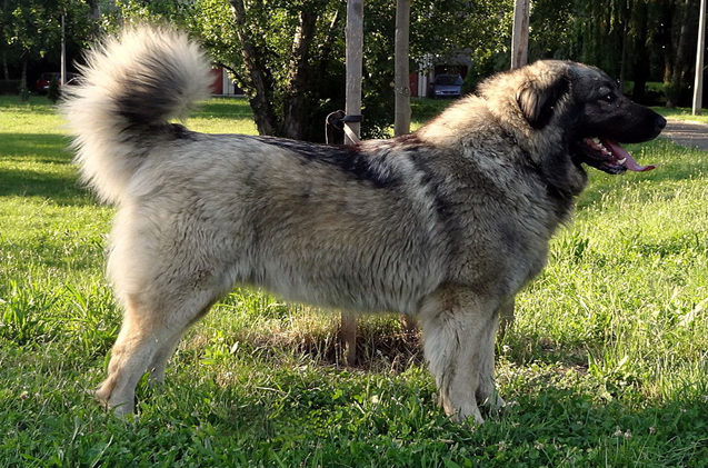 serbian dog breeds