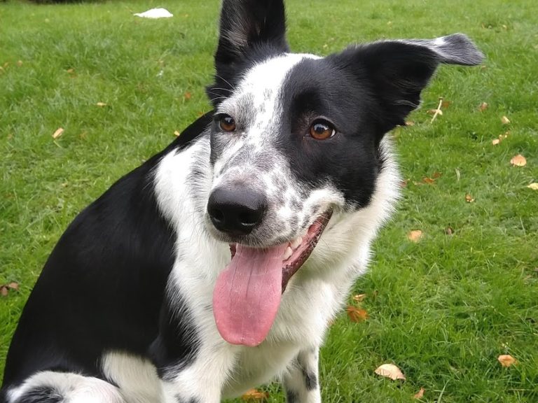 Border Collie - Native Breed.org