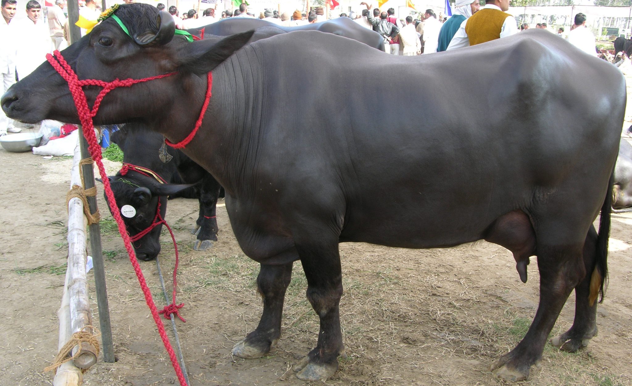 South Kanara buffalo breeds - Native Breed.org