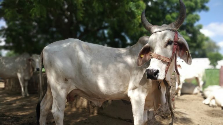 Cattle Archives - Native Breed.org