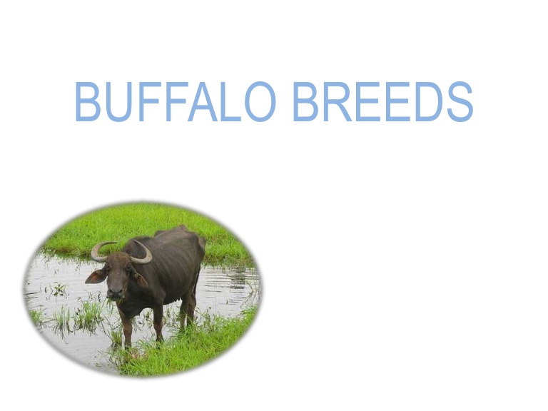 brydning Overdreven oversætter Water buffalo breeds - Native Breed.org