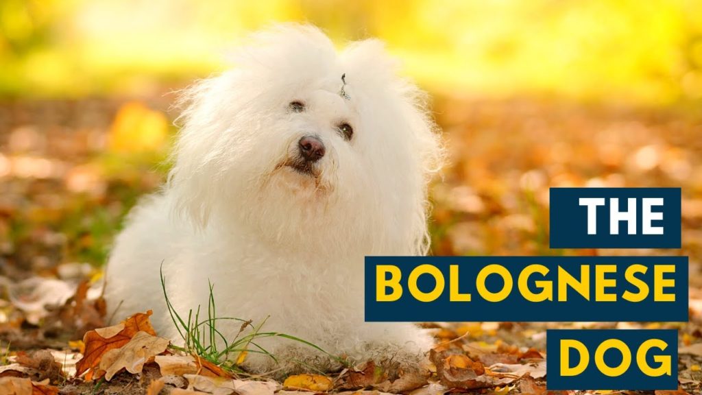 are bolognese dogs seasonally moult