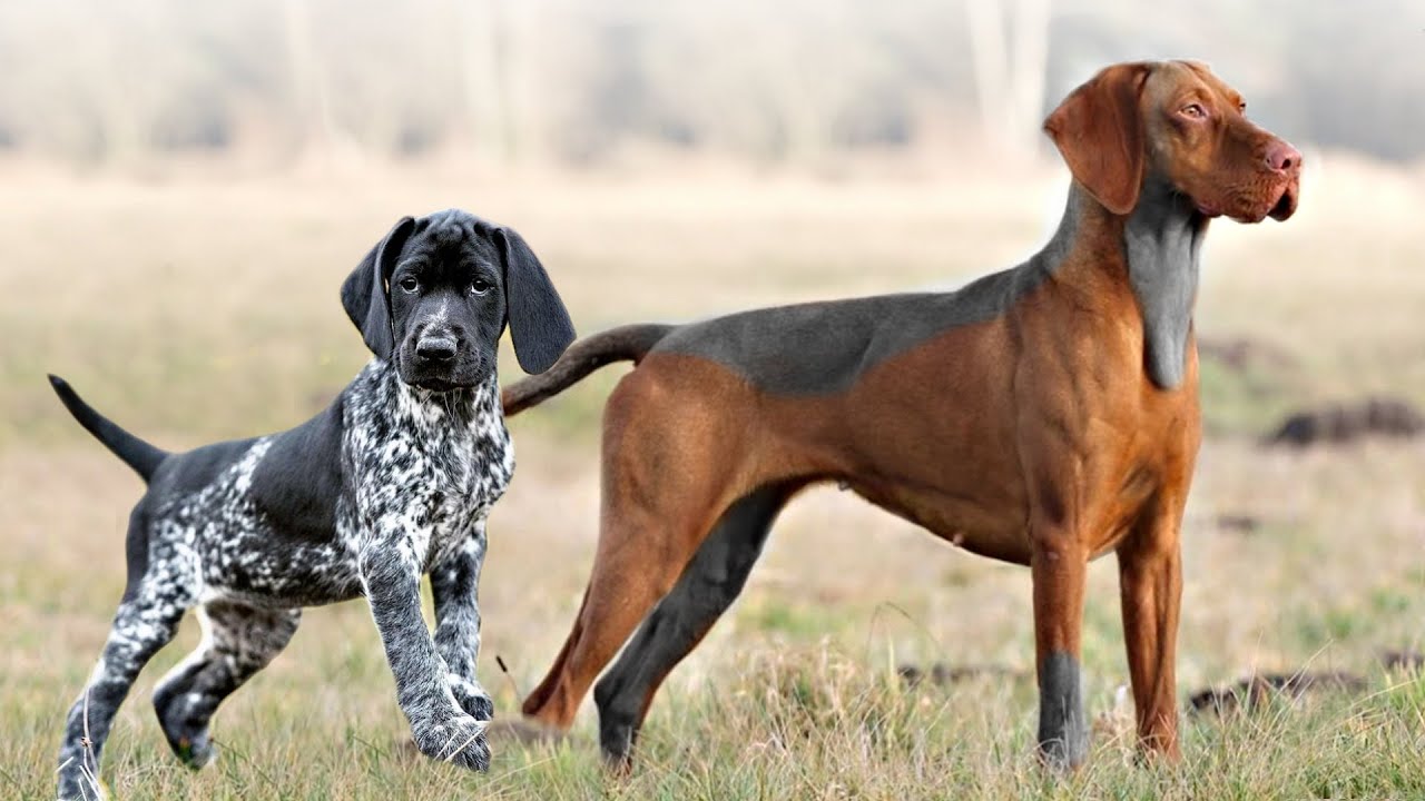english pointer liver and white