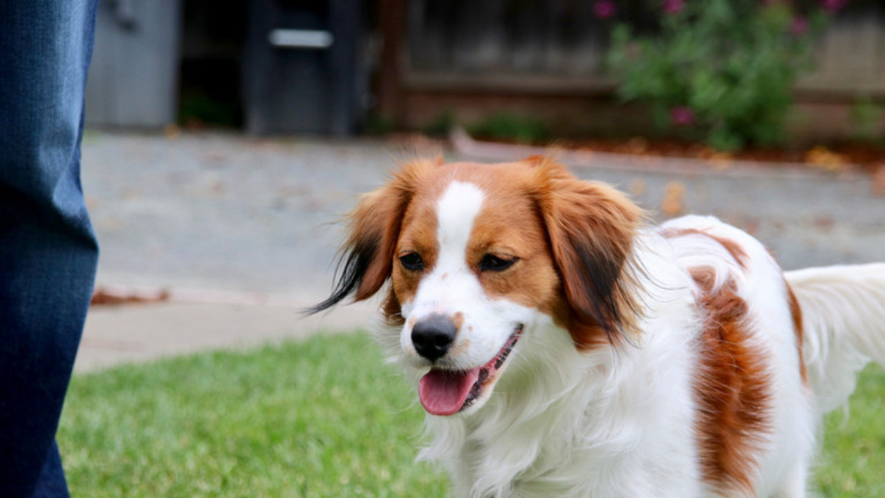 Get Nederlandse Kooikerhondje Images