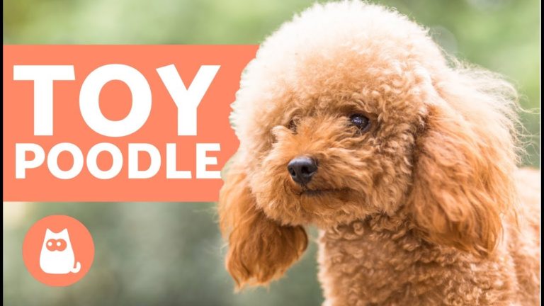 Poodle Dog Breed - Native Breed.org