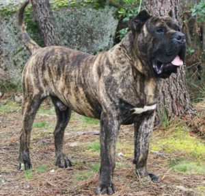 Perro de Presa Canario - Native Breed.org