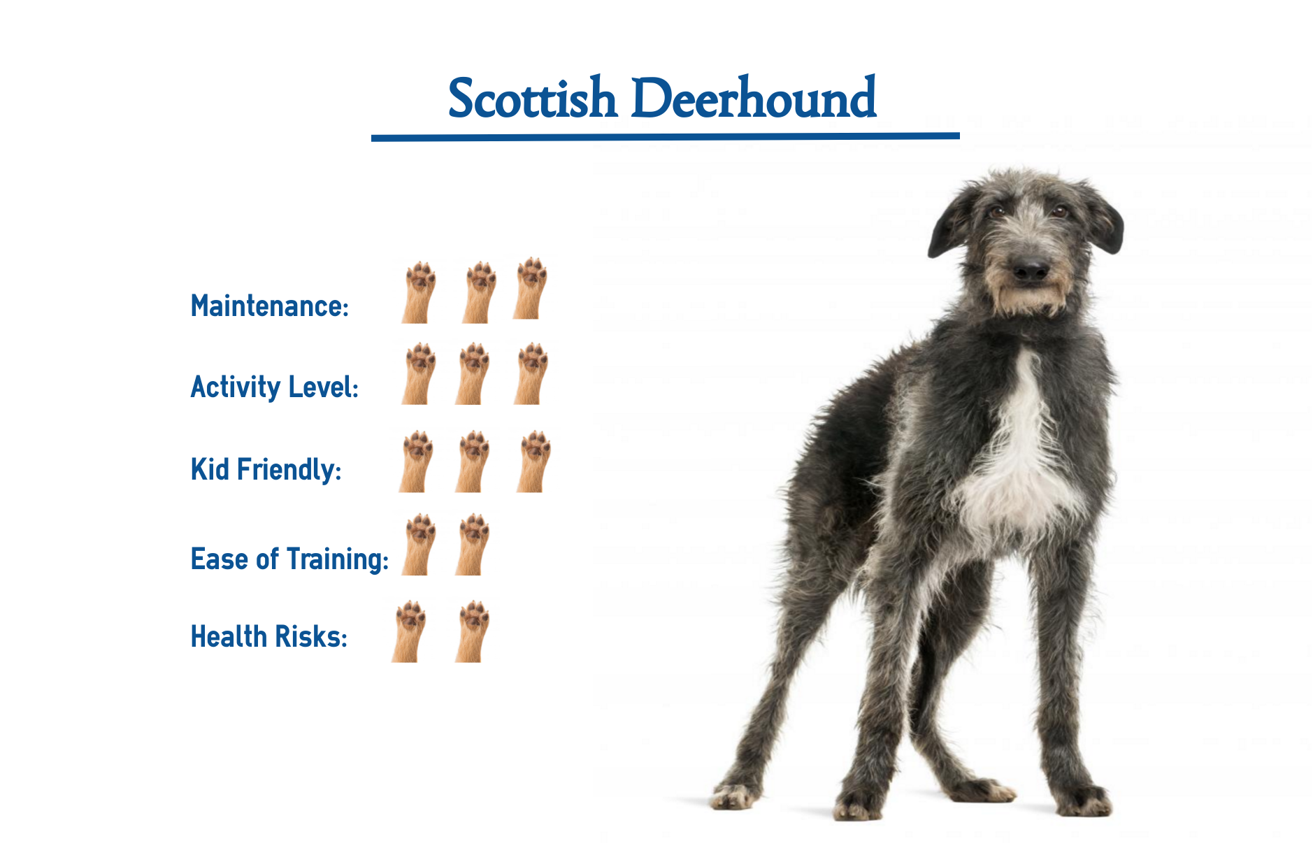 scottish-deerhound-native-breed