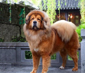 Tibetan Mastiff - Native Breed.org