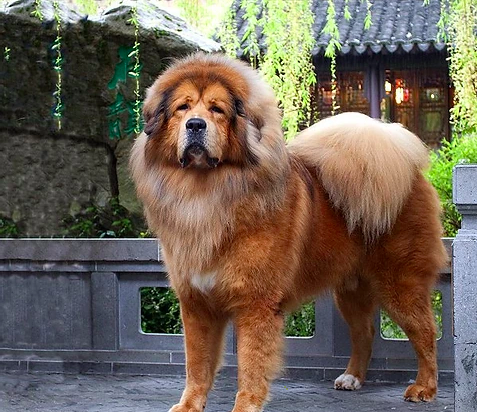 Tibetan Mastiff Dog Breeds