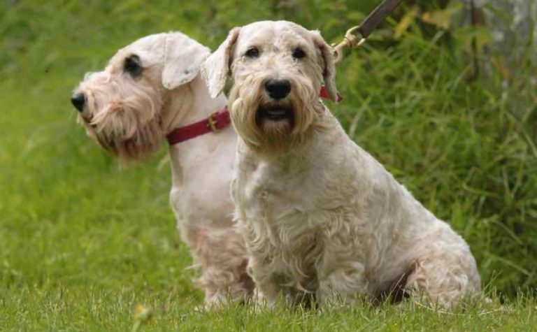 Sealyham Terrier - Native Breed.org