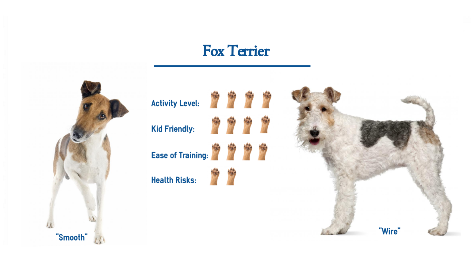 Smooth Fox Terrier - Native Breed.org