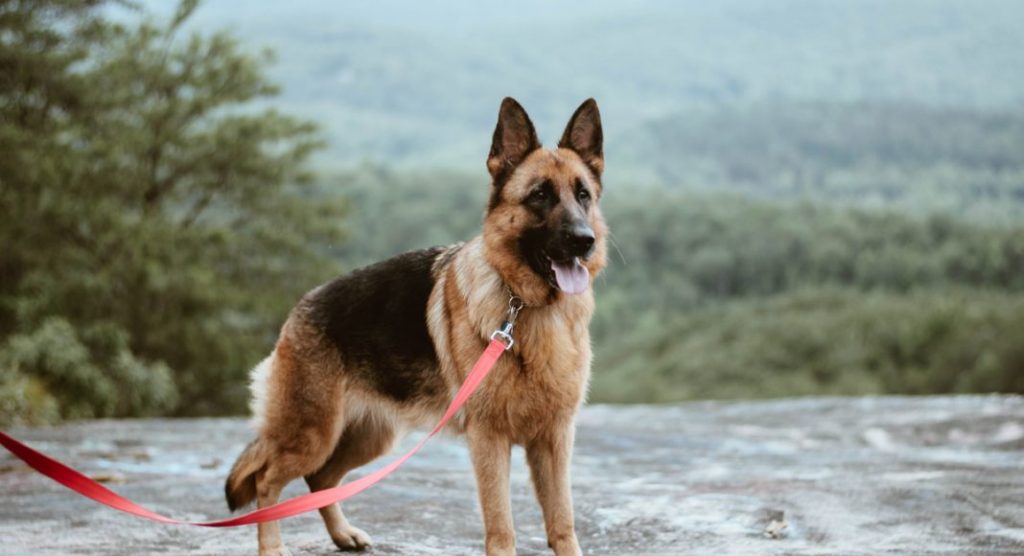 german shepherd dog history