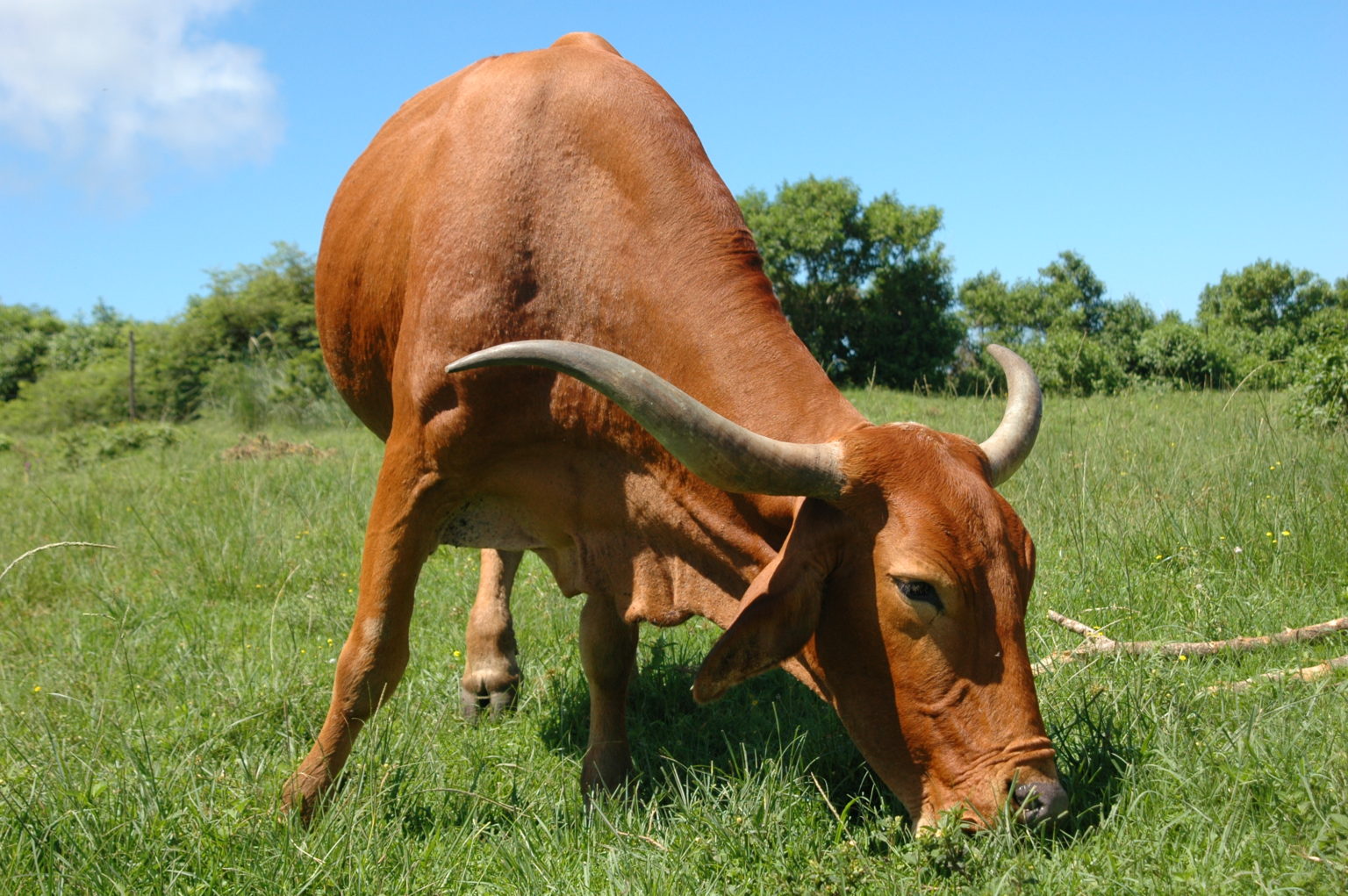 United States Native Cattle Breed Native