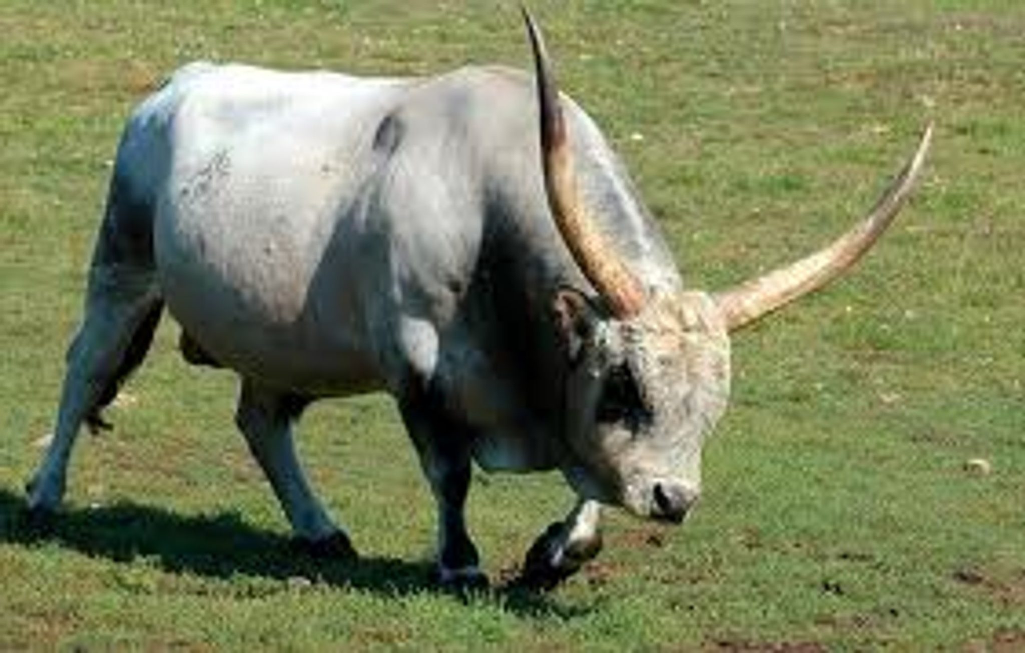 taurine cattle breeds
