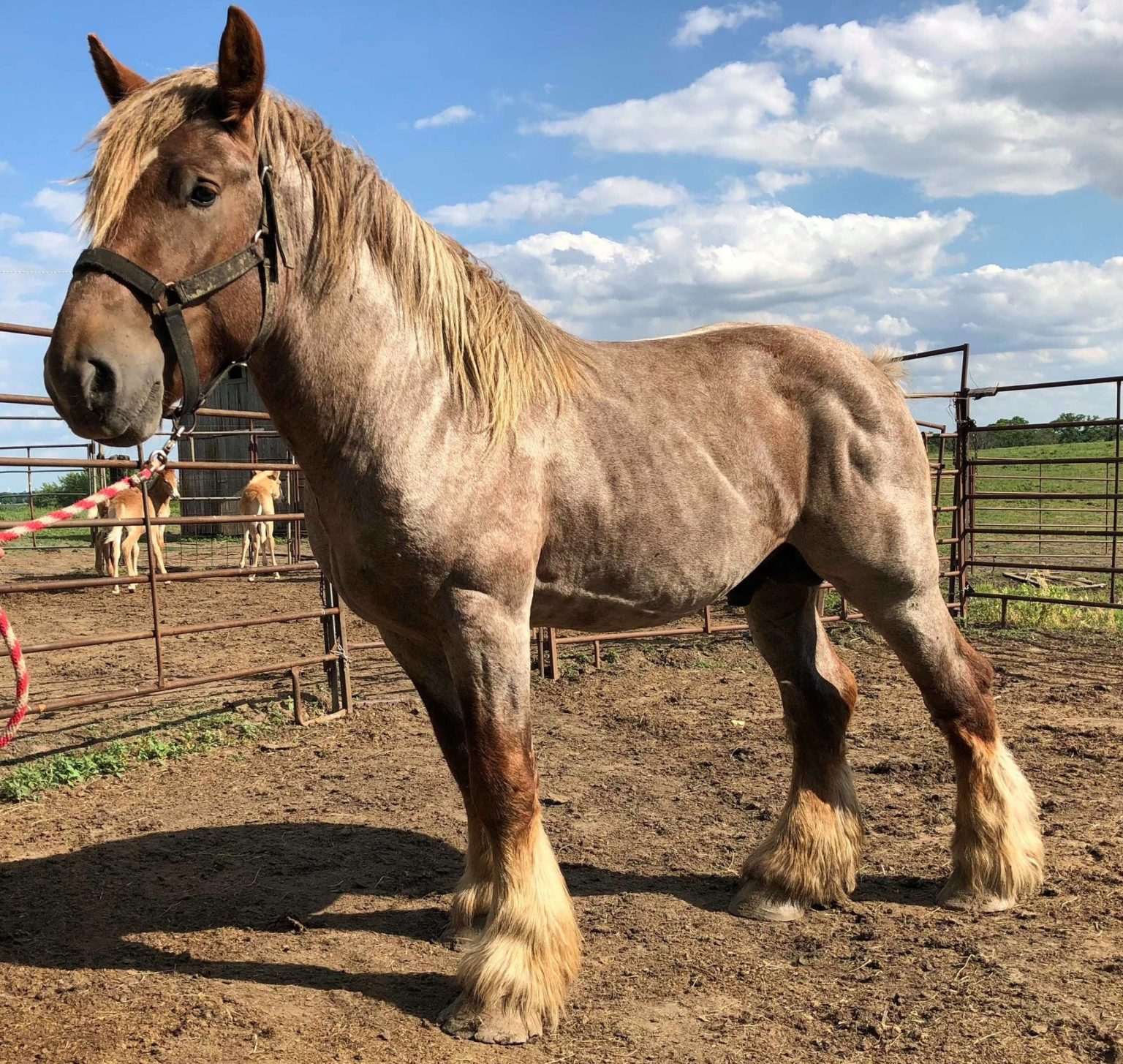 Brabant / Belgian horse - Native Breed.org