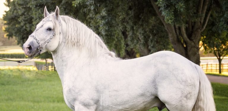 Boulonnais horse - Native Breed.org