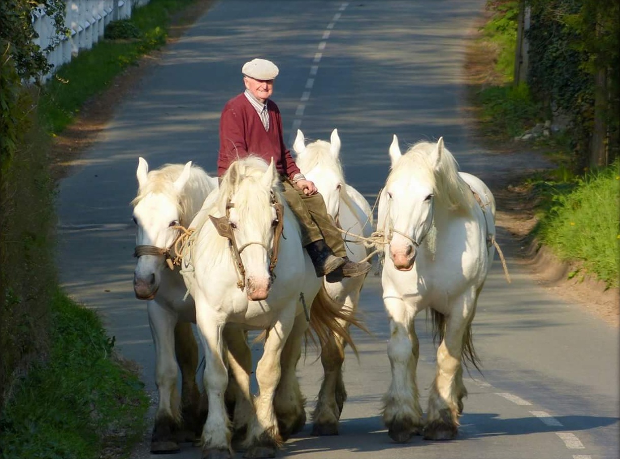 Boulonnais horse - Native Breed.org