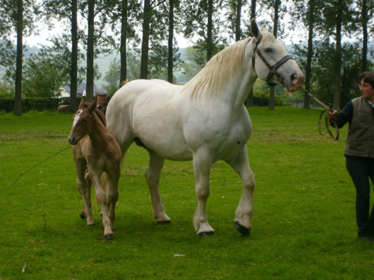 Boulonnais horse - Native Breed.org