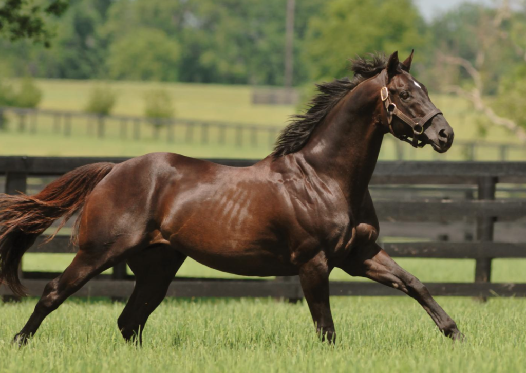 Brandenburger horse - Native Breed.org