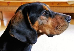 Hanoverian Scenthound - Native Breed.org