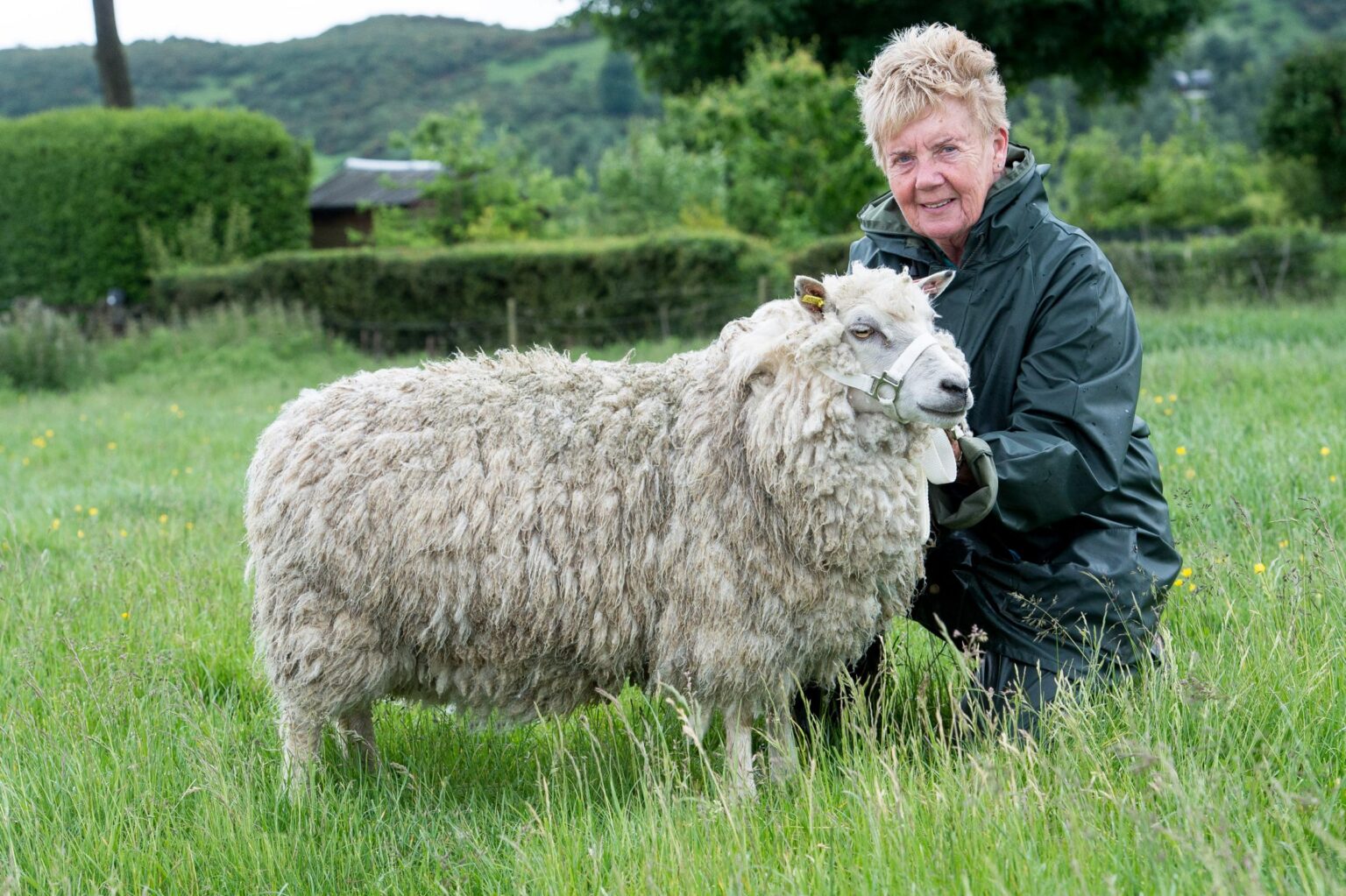 Shetland Sheep - Native Breed.org